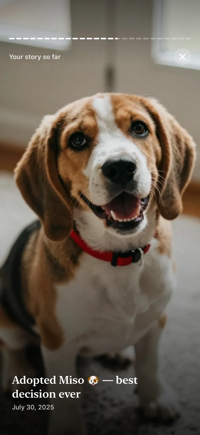 Story replay: a full-screen photo of a beagle for “Adopted Miso — best decision ever”, July 30, 2025.